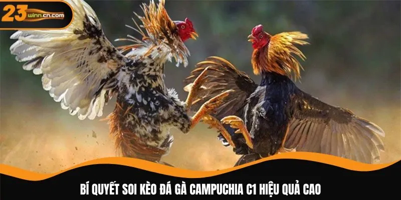 Bí quyết soi kèo đá gà Campuchia C1 hiệu quả cao