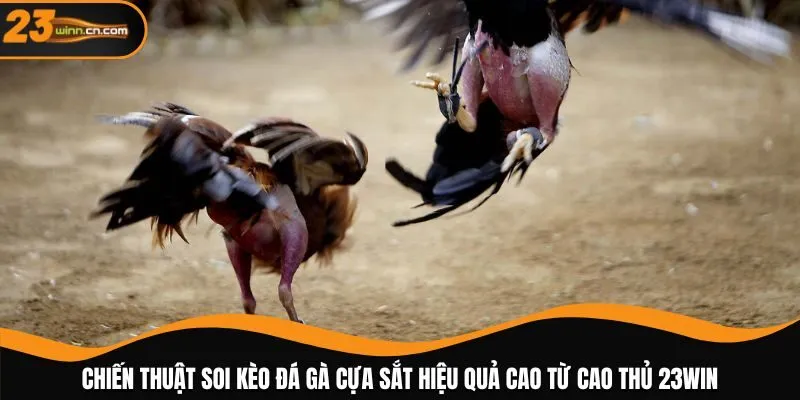 Chiến thuật soi kèo đá gà cựa sắt hiệu quả cao từ cao thủ 23WIN