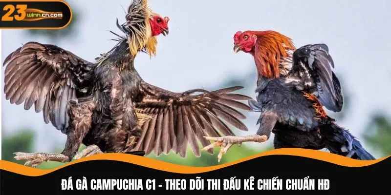 Đá gà Campuchia C1