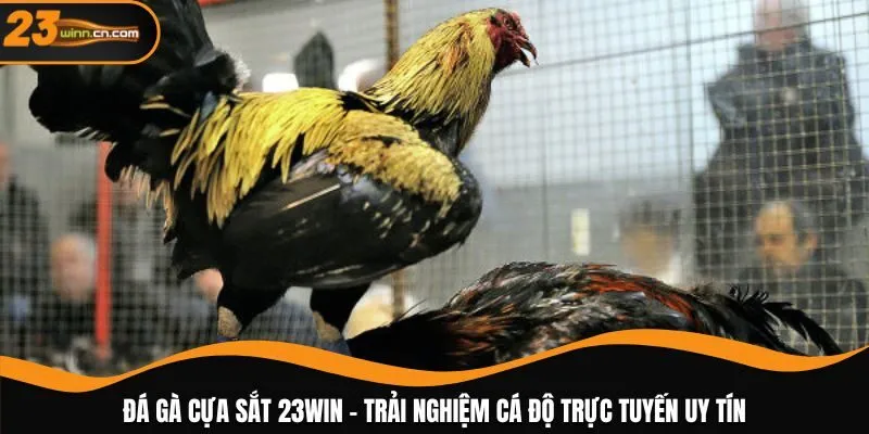 Đá gà cựa sắt 23WIN
