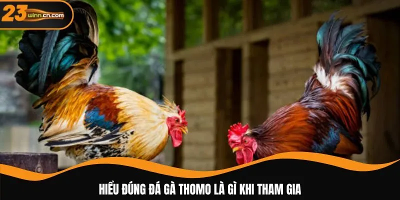 Hiểu đúng đá gà thomo là gì khi tham gia
