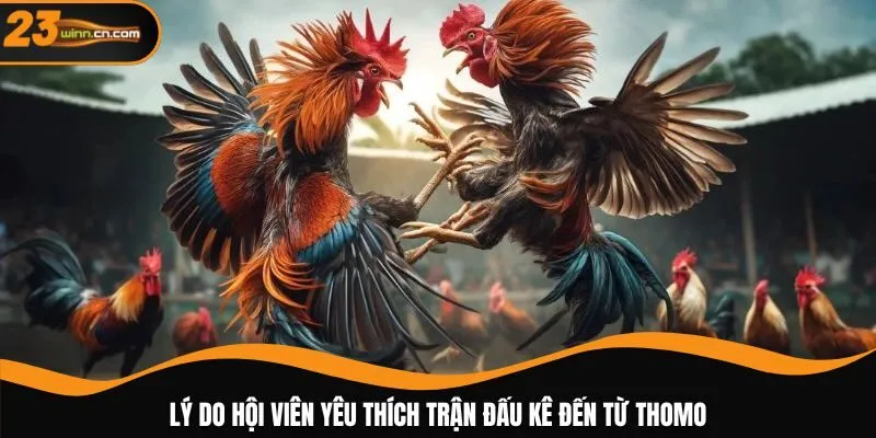 Lý do hội viên yêu thích trận đấu kê đến từ Thomo