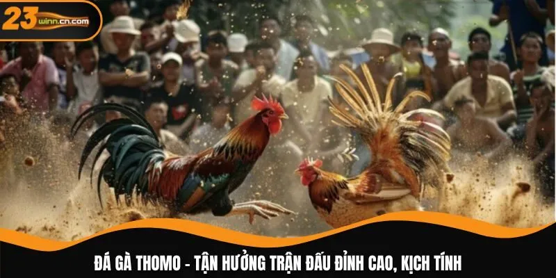 Đá gà Thomo