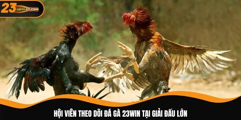 Hội viên theo dõi đá gà 23WIN tại giải đấu lớn