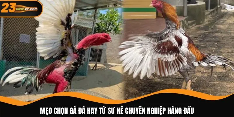 Mẹo chọn gà đá hay