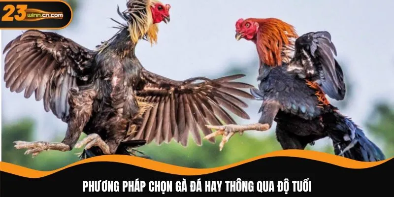 Phương pháp chọn gà đá hay thông qua độ tuổi