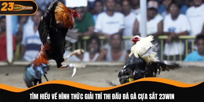 Tìm hiểu về hình thức giải trí thi đấu đá gà cựa sắt 23WIN