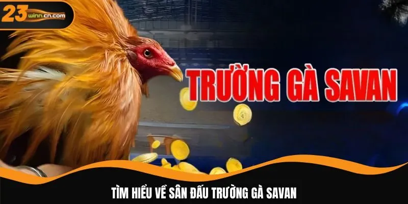 Tìm hiểu về sân đấu trường gà Savan