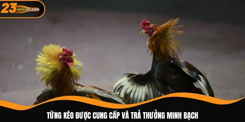 Từng kèo được cung cấp và trả thưởng minh bạch